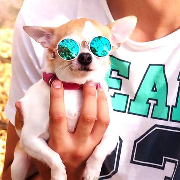 Sunglasses for Dogs