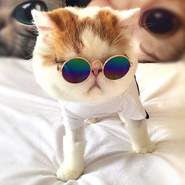 Sunglasses for Cats